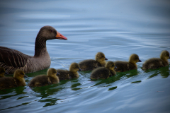 Frühling auf dem Wasser