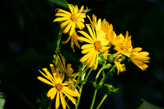Blütenglanz im Spätsommer