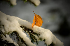 Stiller Zeuge der Jahreszeit