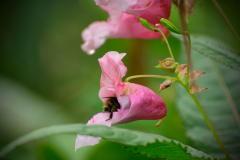 Im Herzen der Blüte