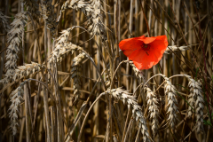 Sommerstille mit Mohn