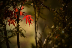 Letztes Glühen des Herbstes
