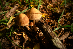 Die kleine Familie