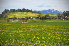 Blick auf den Grünten
