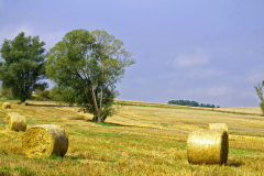 Feld_McPom