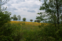 Hainich1