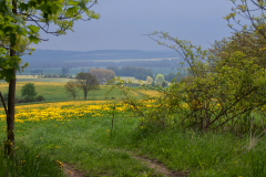 Hainich2