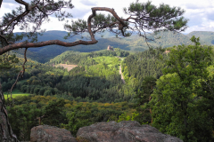 Pfaelzer-Wald