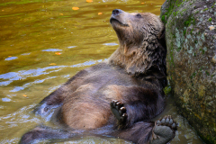 1-Baer-Nationalpark-Bayerischer-Wald
