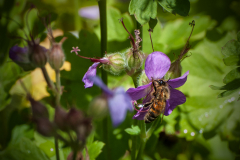 10-Biene-bei-der-Arbeit