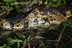 11-Kaiman-im-Pantanal_Brasilien