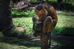 12-Touristen_Attraktion-auf-Koh-Samui
