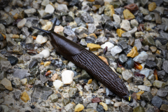 2-Nacktschnecke