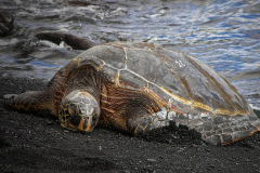 4-Seeschildkroete-auf-Hawai