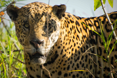 5-Jaguar-im-Pantanal_Brasilien