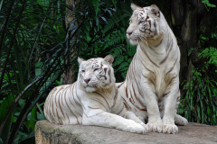 6-Weisse-Tiger-im-Zoo-von-Singapur