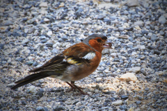8-Heimischer-Vogel