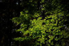 NW