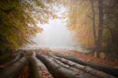 10-Nebliger-Morgen-im-Wald