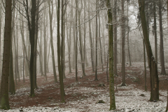 11-Winterwald