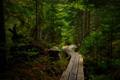 3-Nationalpark-Bayerischer-Wald-Seelensteig-