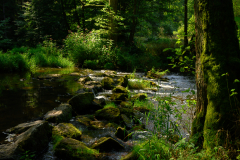 5-An-der-Waldnaab