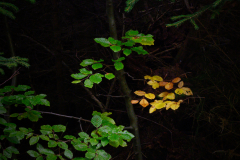 7-Der-Herbst-steht-vor-der-Tuer