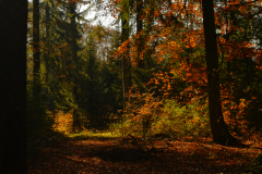 8-Herbst-im-Bayerischen-Wald