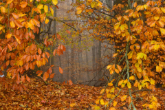 9-Herbstwald-in-Niederbayern
