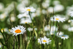 Feldblumen