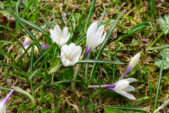 Krokus