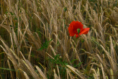 Mohnblume-im-Getreidefeld