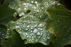 Nach-dem-Regen