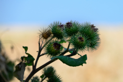 Silberdistel
