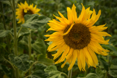 Sonnenblume