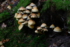 Waldpilze