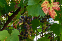 Wein-in-Winzer-bei-Regensburg